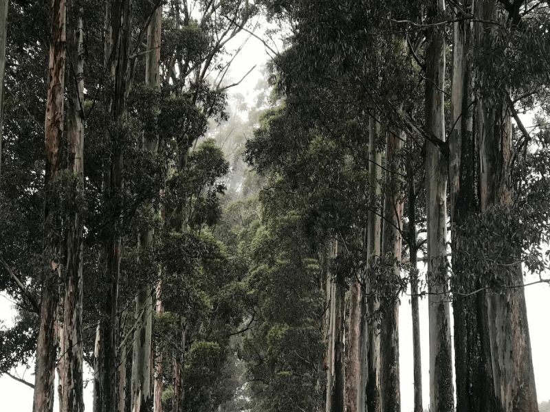 GP Orchard 13 (1)