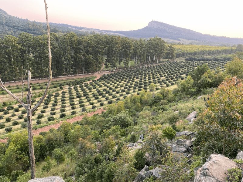 GP orchard 1